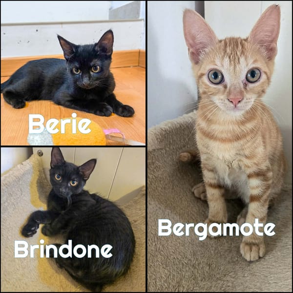 A l'adoption BERGAMOTE