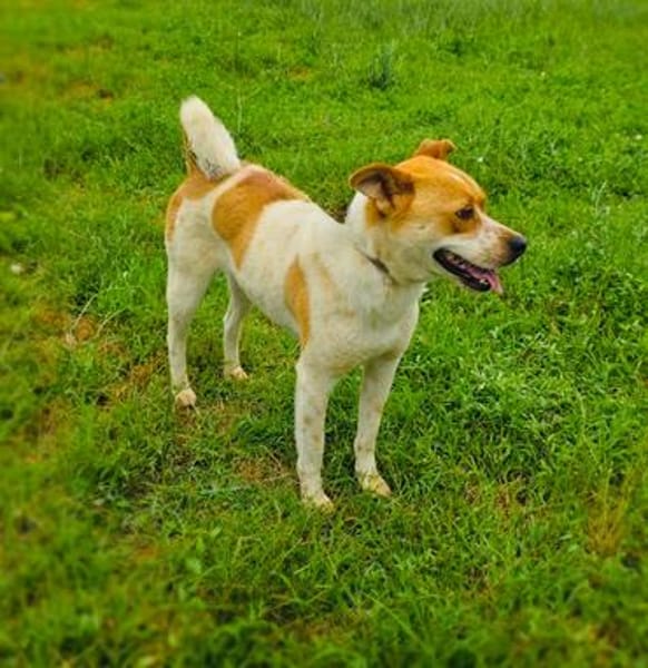 Ginger der perfekte Familienhund