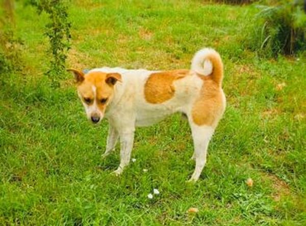 Ginger der perfekte Familienhund