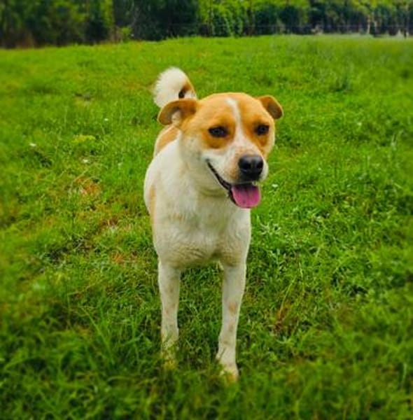 Ginger der perfekte Familienhund
