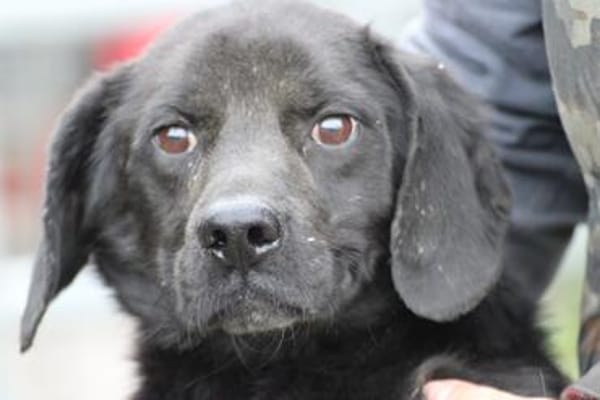 Basti - kinderlieber Familienhund
