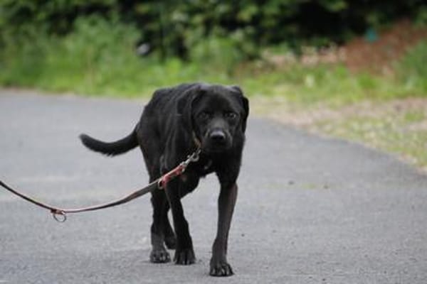 Basti - kinderlieber Familienhund