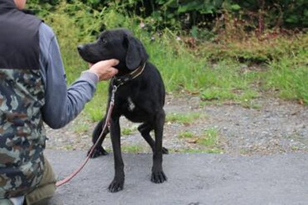 Basti - kinderlieber Familienhund