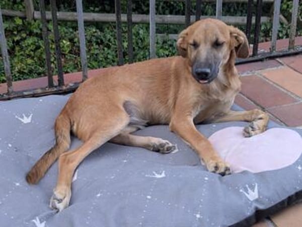 🐾❤ Sara sucht ihre Menschen! ❤🐾