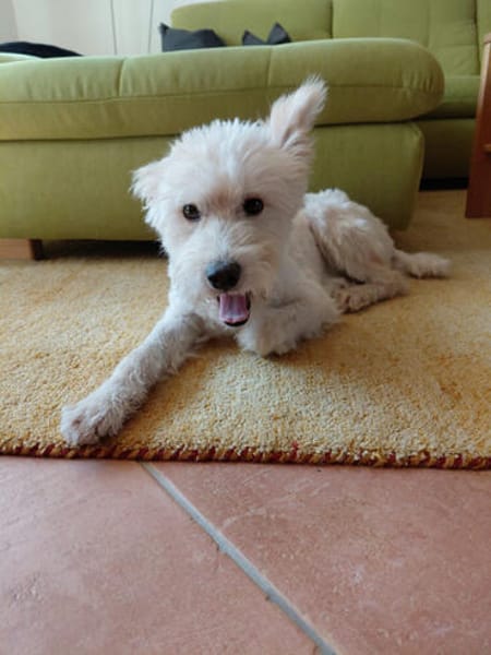 Pemzli, menschenbezogener Herzenshund, ca. 3 Jahre