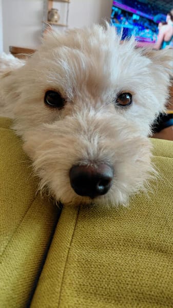 Pemzli, menschenbezogener Herzenshund, ca. 3 Jahre