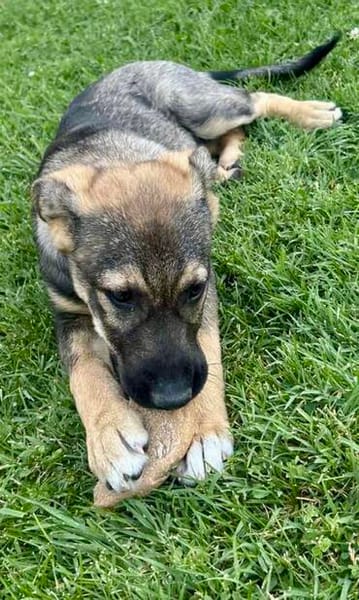 Ronja verspielt und neugierig