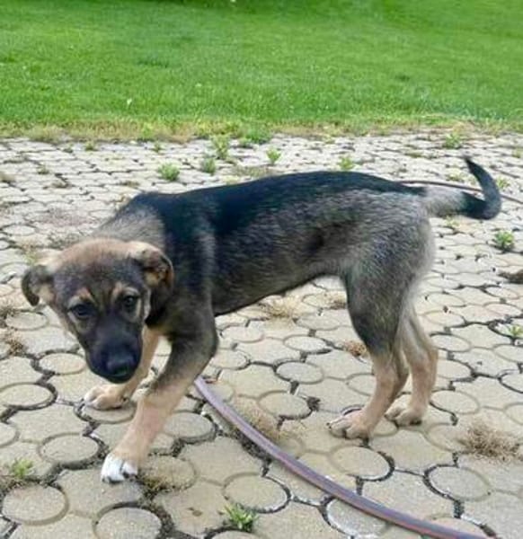 Ronja verspielt und neugierig