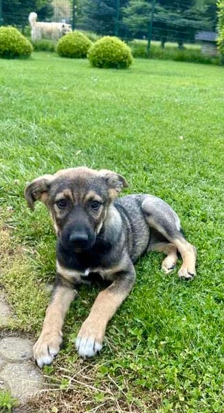 Ronja verspielt und neugierig