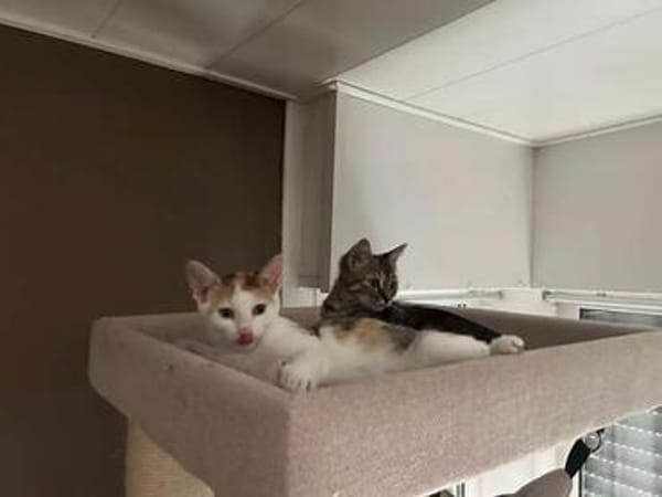 Zuckersüßes Doppelpack sucht sein Glück