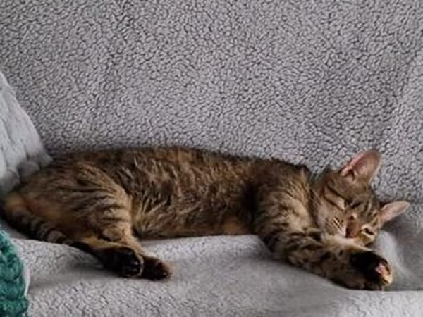 ❤ Greta sucht ihr Für-immer-Zuhause ❤