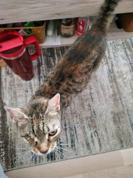 ❤ Greta sucht ihr Für-immer-Zuhause ❤