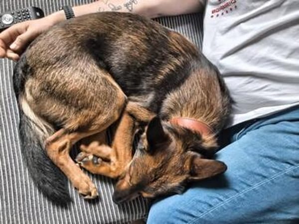Mocci sucht sein Für-Immer-Zuhause