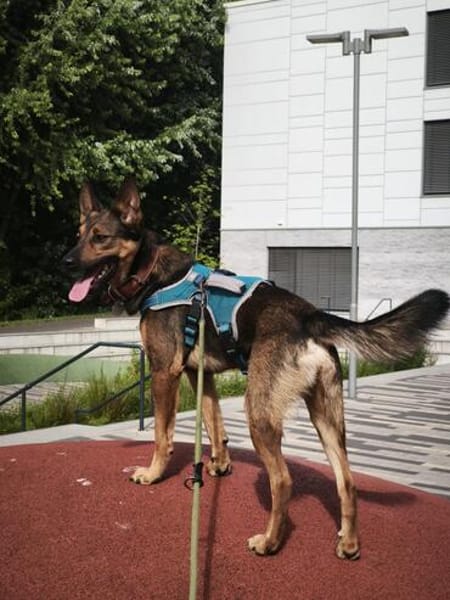 Mocci sucht sein Für-Immer-Zuhause