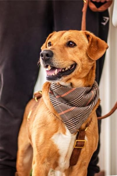 Hachiko, treuer Begleiter, ca. 8 Jahre