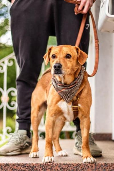 Hachiko, treuer Begleiter, ca. 8 Jahre