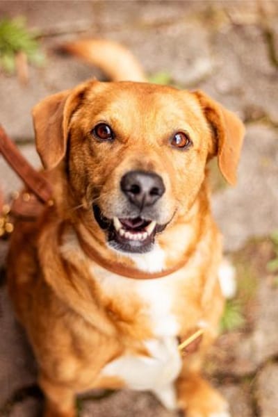 Hachiko, treuer Begleiter, ca. 8 Jahre