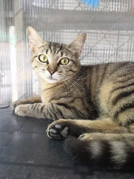 Kleine, etwas ängstliche Katze Sky