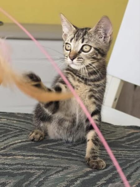 Kleine, etwas ängstliche Katze Sky