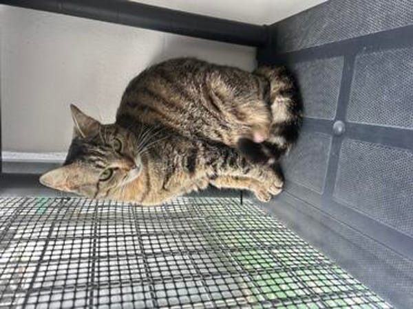 Kleine, etwas ängstliche Katze Sky