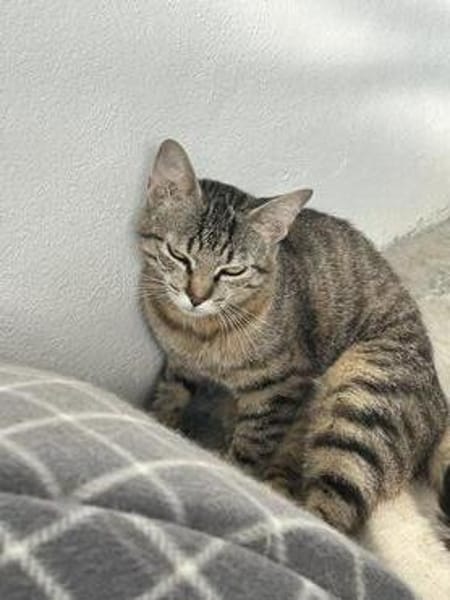 Kleine, etwas ängstliche Katze Sky