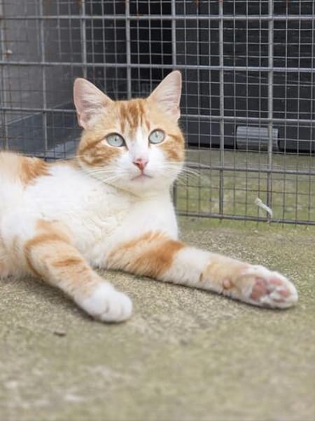 Verschmuste junge Katze Peppa