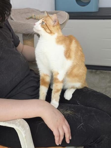 Verschmuste junge Katze Peppa