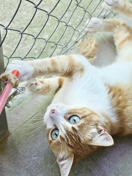 Verschmuste junge Katze Peppa