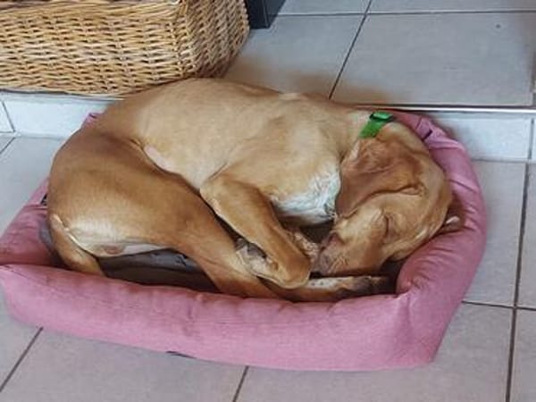 Willi sucht Dich
