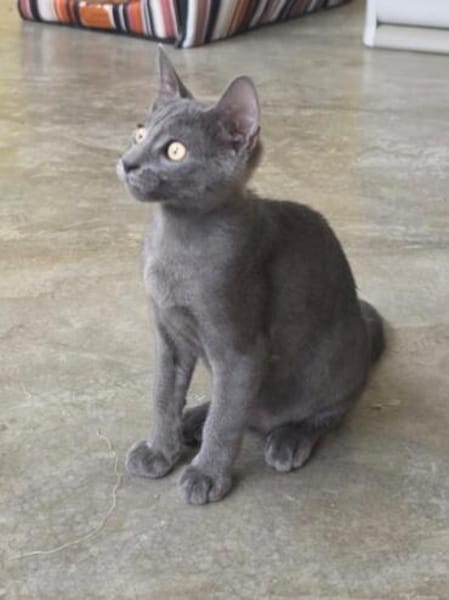 Verspielter, anhänglicher Kater Sol