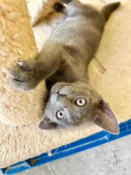 Verspielter, anhänglicher Kater Sol