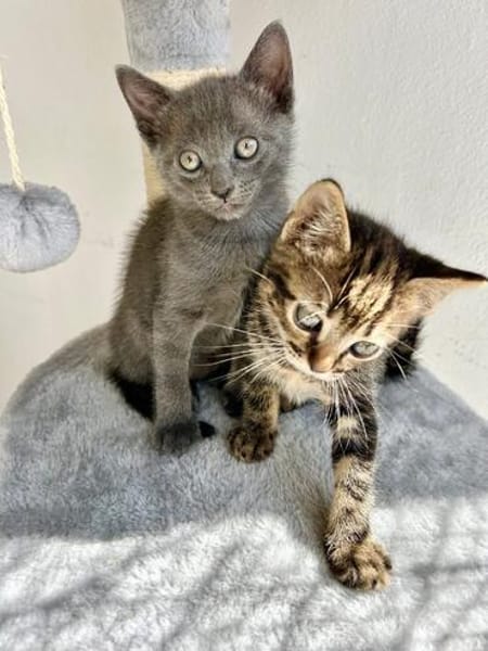 Verspielter, anhänglicher Kater Sol