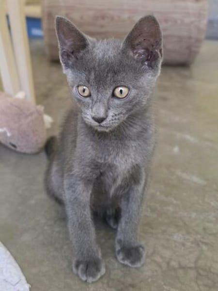 Verspielter, anhänglicher Kater Sol