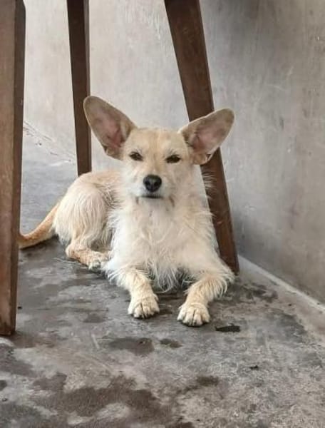 Füles, liebes Terrier Mix Mädchen