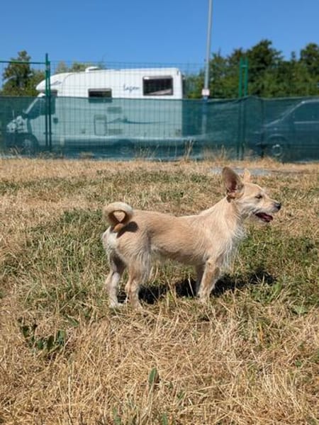 Füles, liebes Terrier Mix Mädchen