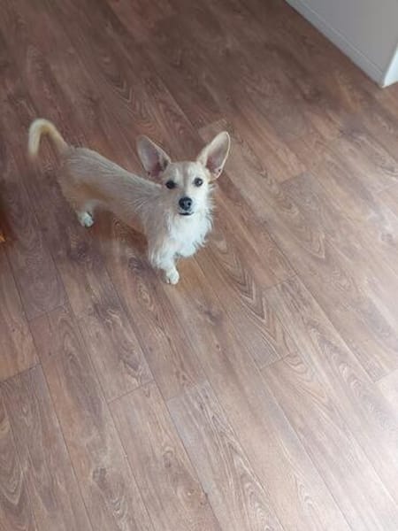 Füles, liebes Terrier Mix Mädchen