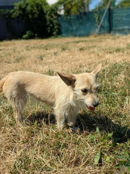 Füles, liebes Terrier Mix Mädchen