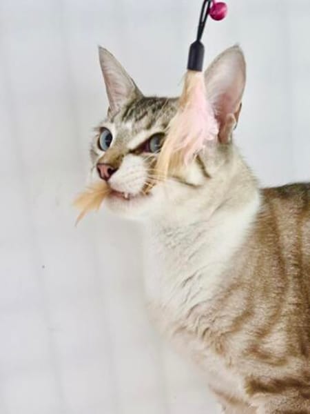 Hübscher und anhänglicher Kater Chocky