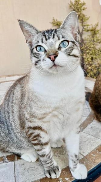 Hübscher und anhänglicher Kater Chocky