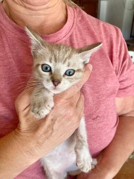 Hübscher und anhänglicher Kater Chocky