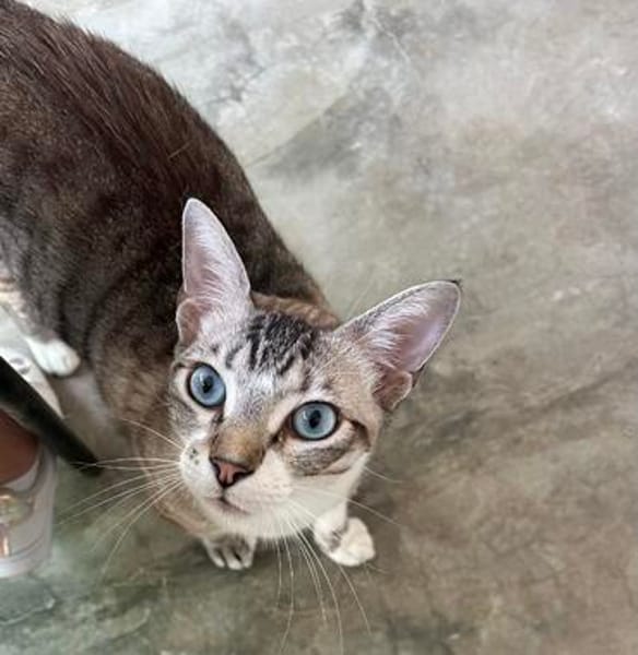 Hübscher und anhänglicher Kater Chocky