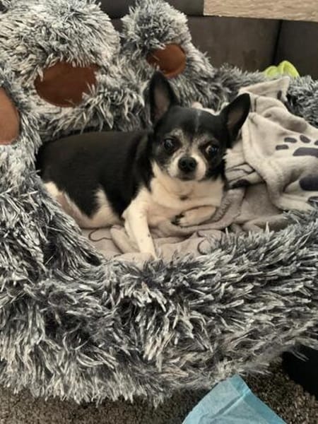 Chihuahua Minnie sucht tolle Menschen