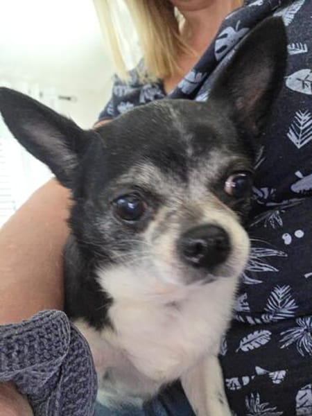 Chihuahua Minnie sucht tolle Menschen