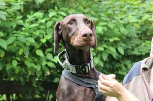 Carlo, toller Familienhund