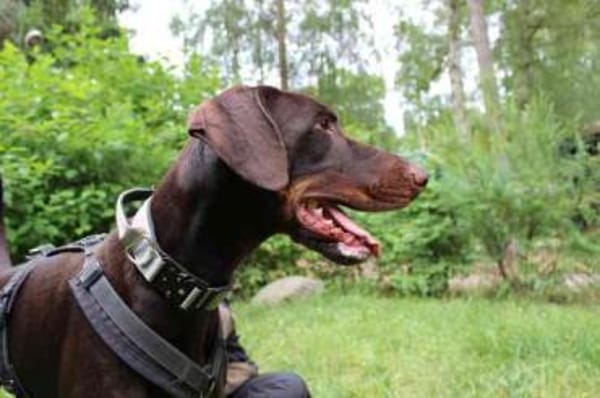Carlo, toller Familienhund