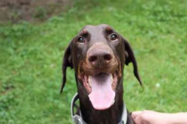 Carlo, toller Familienhund