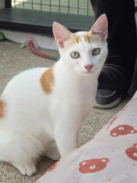 Verschmuster junger Kater Peter