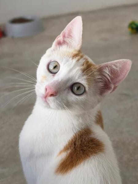 Verschmuster junger Kater Peter