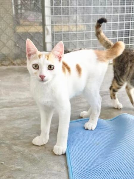 Verschmuster junger Kater Peter