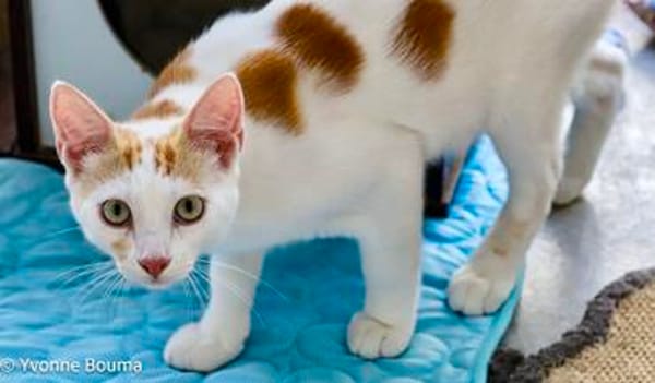 Verschmuster junger Kater Peter